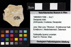 Foto (Objket + Etiketten) von Decapoda indet. 